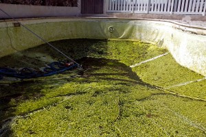 Eau de piscine verte cause et traitement Vendée