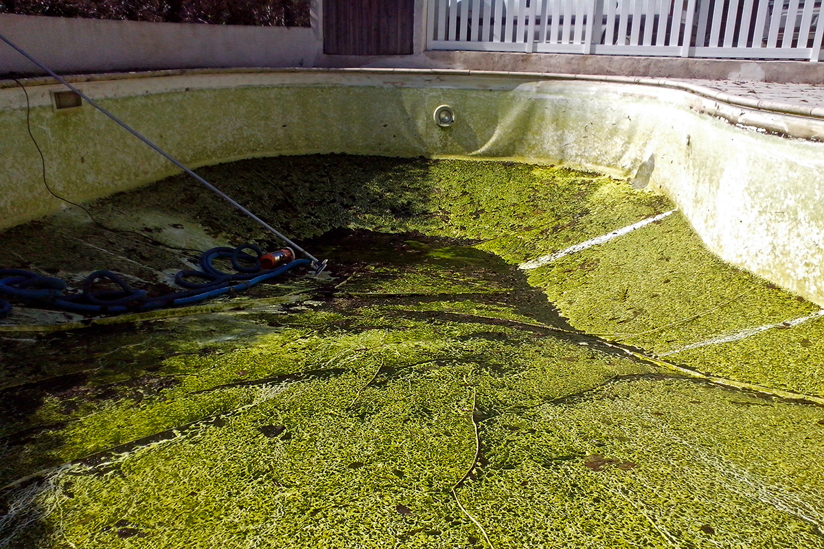 Anti-algue piscine - Entretien de l'eau
